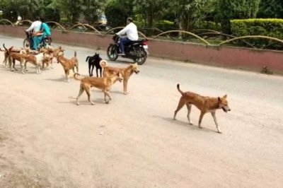 कुत्तों का आतंकः बच्ची पर 5 कुत्तों ने किया जानलेवा हमला, हाथ-पैर और पीठ को बुरी तरह नोंचा, जानिए फिर कैसे बची जान…