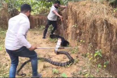 देखिये वीडियो,,,जो अब तक न देखा था वो आज देख लो 13 फिट का विशालकाय किंग कोबरा निकला... अपनी सुरक्षा के लिए 2 बार अटेक भी किया कोबरा ने...