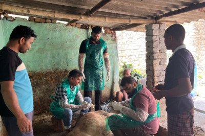 कोरबा,,,, देवदूत बन कर आये डॉक्टरो ने गौ माता के जीवन को बचाया,,,,