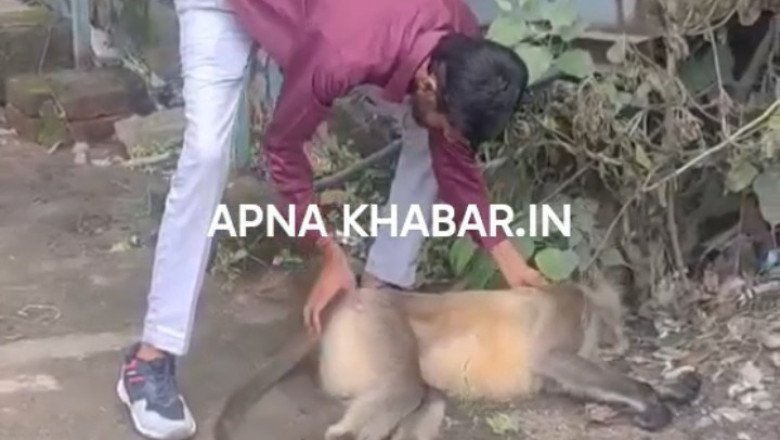 कोरबा बिग ब्रेक,,, कुछ देर पहले ही दो अलग अलग जगह लंगूरों की करंट से मौत, वन्यजीवों की सुरक्षा पर सवाल,,, सभापति नूतन ने दी जानकारी